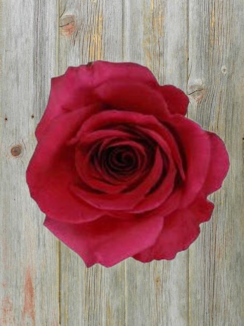 12 STEM HOT/DARK PINK DOZEN ROSE- CLEAR SLEEVE, FLOWER FOOD, UPC LABEL